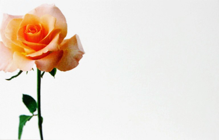 Picture of Florist Cards Peach Rose Small x 50pcs